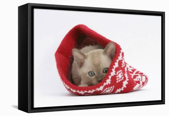 Burmese Kitten in a Christmas Hat-Mark Taylor-Framed Stretched Canvas