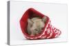 Burmese Kitten in a Christmas Hat-Mark Taylor-Stretched Canvas