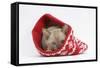 Burmese Kitten in a Christmas Hat-Mark Taylor-Framed Stretched Canvas