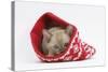 Burmese Kitten in a Christmas Hat-Mark Taylor-Stretched Canvas