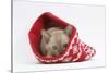 Burmese Kitten in a Christmas Hat-Mark Taylor-Stretched Canvas