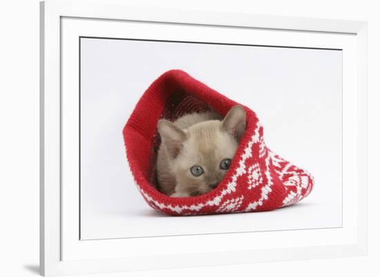 Burmese Kitten in a Christmas Hat-Mark Taylor-Framed Photographic Print
