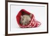 Burmese Kitten in a Christmas Hat-Mark Taylor-Framed Photographic Print