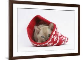 Burmese Kitten in a Christmas Hat-Mark Taylor-Framed Photographic Print