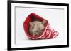 Burmese Kitten in a Christmas Hat-Mark Taylor-Framed Photographic Print