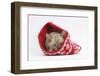 Burmese Kitten in a Christmas Hat-Mark Taylor-Framed Photographic Print