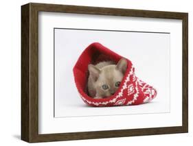 Burmese Kitten in a Christmas Hat-Mark Taylor-Framed Photographic Print