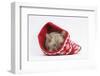 Burmese Kitten in a Christmas Hat-Mark Taylor-Framed Photographic Print