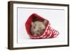 Burmese Kitten in a Christmas Hat-Mark Taylor-Framed Photographic Print