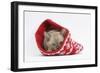 Burmese Kitten in a Christmas Hat-Mark Taylor-Framed Photographic Print