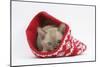 Burmese Kitten in a Christmas Hat-Mark Taylor-Mounted Photographic Print