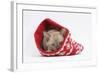 Burmese Kitten in a Christmas Hat-Mark Taylor-Framed Photographic Print