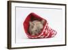 Burmese Kitten in a Christmas Hat-Mark Taylor-Framed Photographic Print