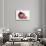 Burmese Kitten in a Christmas Hat-Mark Taylor-Stretched Canvas displayed on a wall