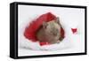 Burmese Kitten in a Father Christmas Hat-Mark Taylor-Framed Stretched Canvas