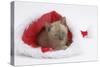 Burmese Kitten in a Father Christmas Hat-Mark Taylor-Stretched Canvas