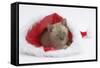 Burmese Kitten in a Father Christmas Hat-Mark Taylor-Framed Stretched Canvas