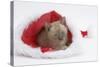 Burmese Kitten in a Father Christmas Hat-Mark Taylor-Stretched Canvas