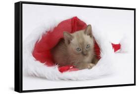 Burmese Kitten in a Father Christmas Hat-Mark Taylor-Framed Stretched Canvas