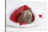 Burmese Kitten in a Father Christmas Hat-Mark Taylor-Stretched Canvas