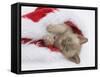 Burmese Kitten in a Father Christmas Hat-Mark Taylor-Framed Stretched Canvas