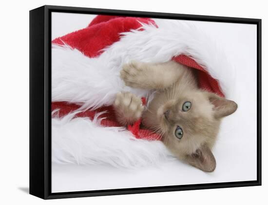 Burmese Kitten in a Father Christmas Hat-Mark Taylor-Framed Stretched Canvas