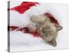 Burmese Kitten in a Father Christmas Hat-Mark Taylor-Stretched Canvas