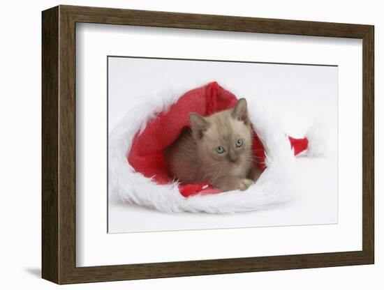 Burmese Kitten in a Father Christmas Hat-Mark Taylor-Framed Photographic Print