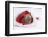 Burmese Kitten in a Father Christmas Hat-Mark Taylor-Framed Photographic Print