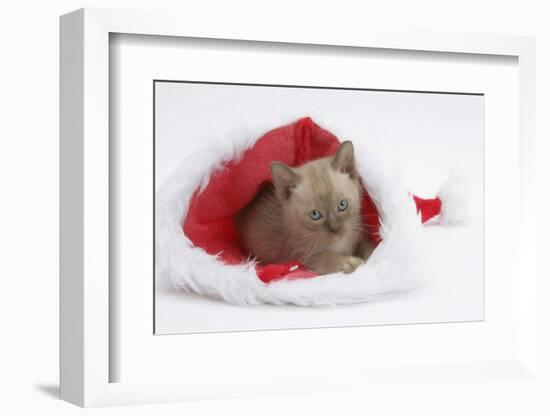 Burmese Kitten in a Father Christmas Hat-Mark Taylor-Framed Photographic Print