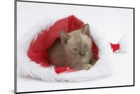 Burmese Kitten in a Father Christmas Hat-Mark Taylor-Mounted Photographic Print
