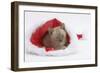 Burmese Kitten in a Father Christmas Hat-Mark Taylor-Framed Photographic Print