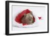 Burmese Kitten in a Father Christmas Hat-Mark Taylor-Framed Photographic Print