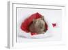 Burmese Kitten in a Father Christmas Hat-Mark Taylor-Framed Photographic Print