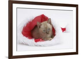 Burmese Kitten in a Father Christmas Hat-Mark Taylor-Framed Photographic Print