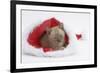 Burmese Kitten in a Father Christmas Hat-Mark Taylor-Framed Photographic Print