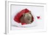 Burmese Kitten in a Father Christmas Hat-Mark Taylor-Framed Photographic Print