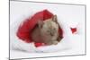 Burmese Kitten in a Father Christmas Hat-Mark Taylor-Mounted Photographic Print