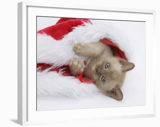 Burmese Kitten in a Father Christmas Hat-Mark Taylor-Framed Photographic Print