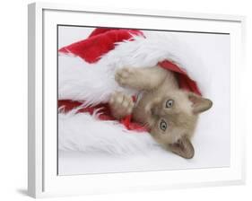 Burmese Kitten in a Father Christmas Hat-Mark Taylor-Framed Photographic Print