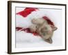 Burmese Kitten in a Father Christmas Hat-Mark Taylor-Framed Photographic Print