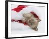 Burmese Kitten in a Father Christmas Hat-Mark Taylor-Framed Photographic Print