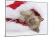 Burmese Kitten in a Father Christmas Hat-Mark Taylor-Mounted Photographic Print