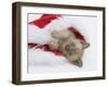 Burmese Kitten in a Father Christmas Hat-Mark Taylor-Framed Photographic Print