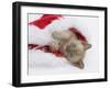 Burmese Kitten in a Father Christmas Hat-Mark Taylor-Framed Photographic Print