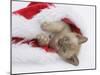 Burmese Kitten in a Father Christmas Hat-Mark Taylor-Mounted Photographic Print