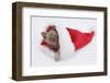 Burmese Kitten in a Father Christmas Hat-Mark Taylor-Framed Photographic Print