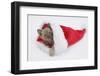 Burmese Kitten in a Father Christmas Hat-Mark Taylor-Framed Photographic Print