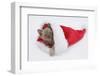 Burmese Kitten in a Father Christmas Hat-Mark Taylor-Framed Photographic Print