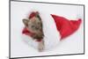 Burmese Kitten in a Father Christmas Hat-Mark Taylor-Mounted Photographic Print